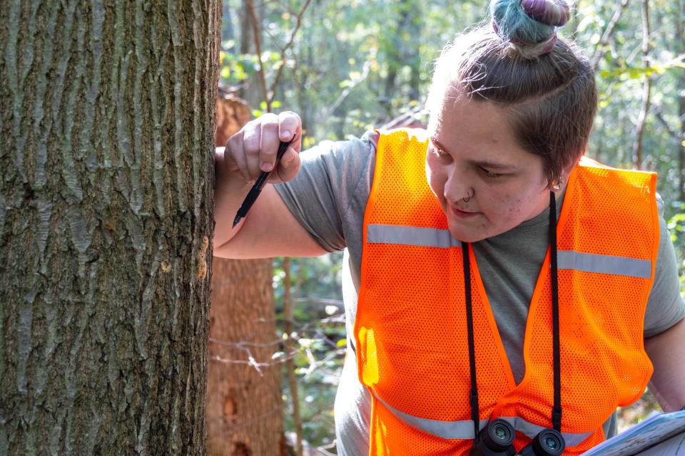 Lydia Nicholas, environmental field technician for Friends of the St. Clair River, looks at gypsy moth eggs during a survey Friday, Oct. 1, 2021, at Pine River Nature Center.
