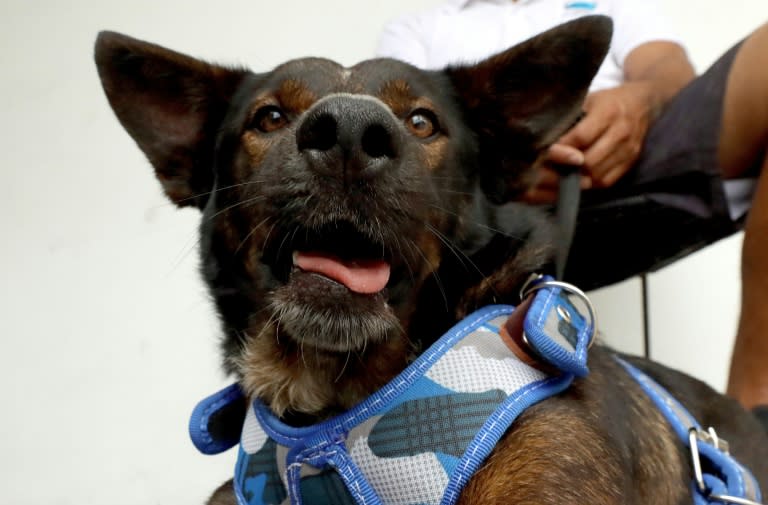 Un perro australiano abandonado tiene una nueva vida con un ‘segundo papá’ en México