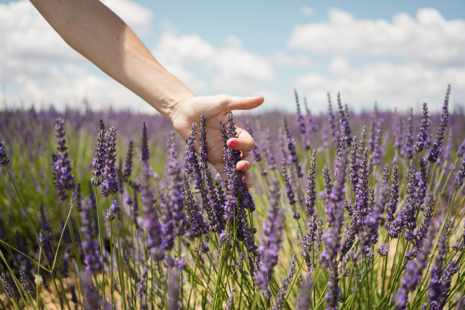 France, Provence, woman touching lavender bloosoms in field in the summer