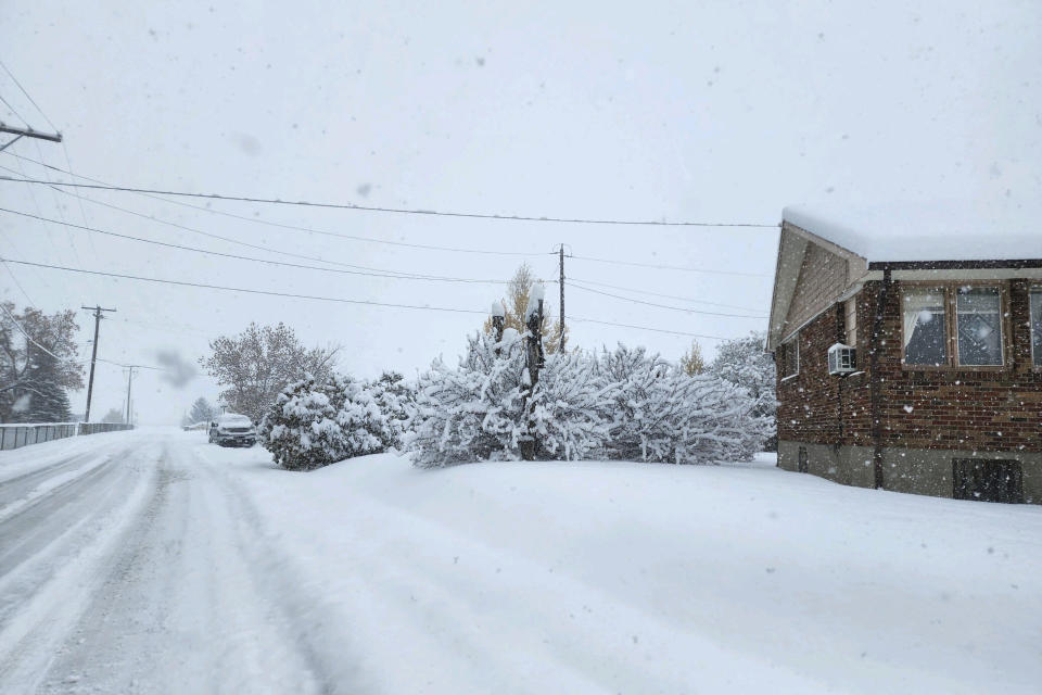 Heavy snow weighs down trees as snow falls in East Helena, Mont., Wednesday, Oct. 25, 2023. The first major snowstorm of the season brought up to a foot of snow to the Helena area by Wednesday morning. (AP Photo/Amy Beth Hanson)