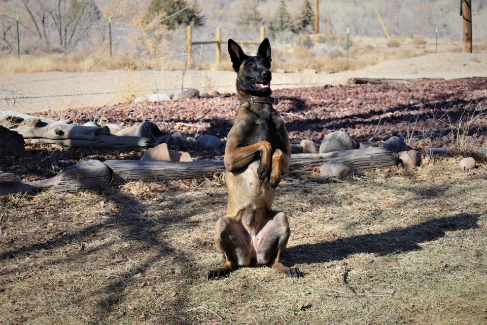 Izzy, one of the dogs at Aztec's Trinity K9 Search and Rescue, responds to a command from her handler. Search canines undergo 1,000 hours of scent training.