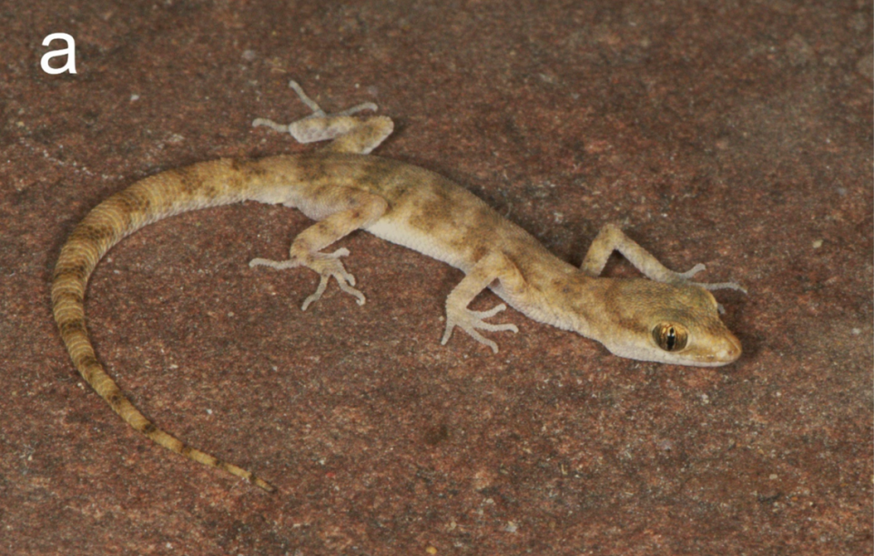 An Alsophylax ferganensis, or Fergana even-fingered gecko, sitting on the ground.