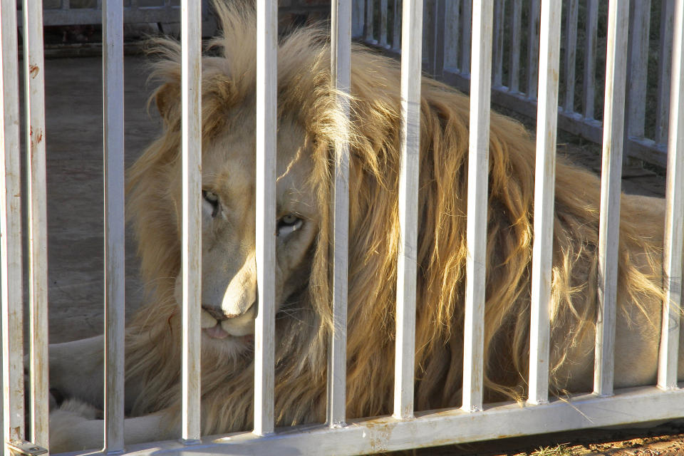 In this photo supplied by Blood Lions a lion is held at a captive tourism facility in South Africa April 5, 2014. South Africa said Thursday May 6, 2021, it will end its captive lion industry in a major move for conservation that will outlaw the heavily criticised "canned hunting" of the big cats and sale of their bones. (Pippa Henkinson - Blood Lions via AP)