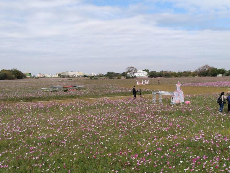 彰化縣「花漾和美」週日登場！15公頃亮麗花海營造「花田喜事」迎新春！（圖：李河錫攝）