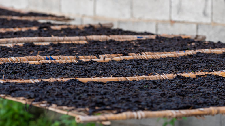 harvested seaweed