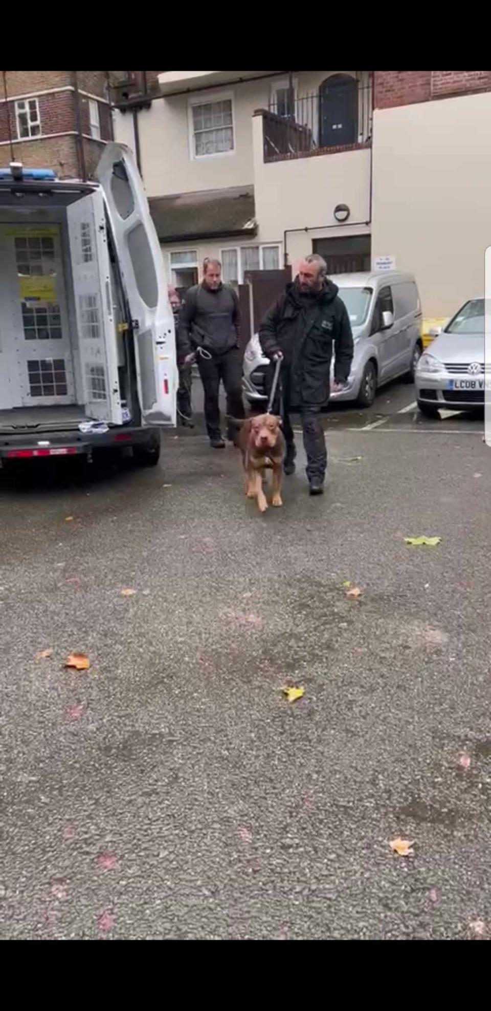 The dog being led from the flat by police on Wednesday (Seval Hassan)