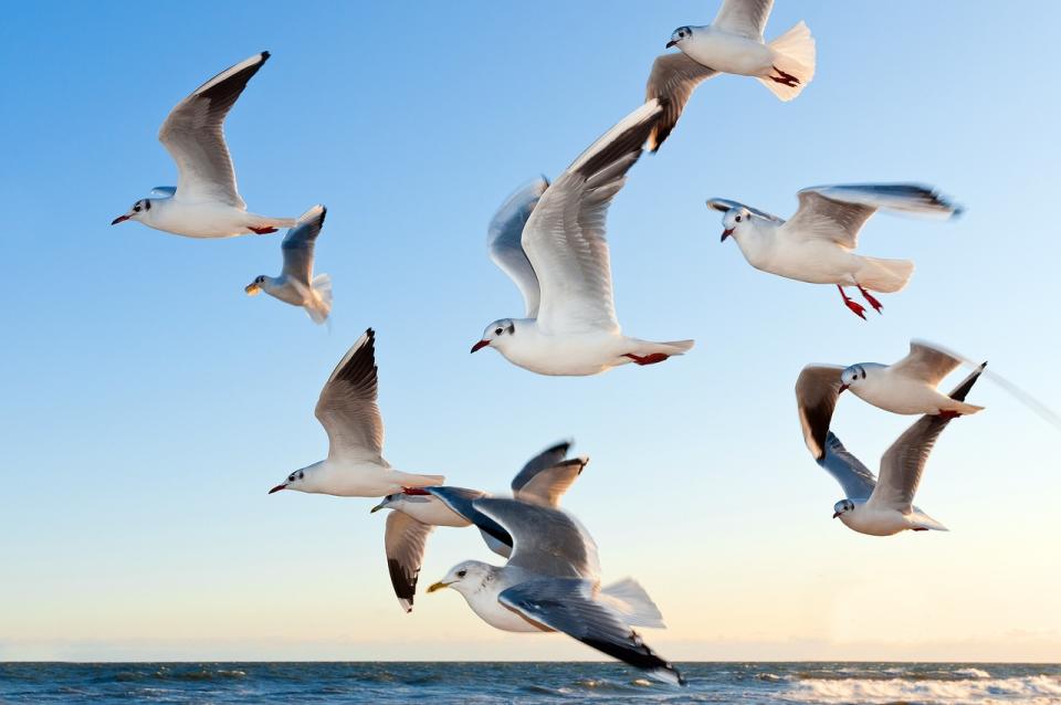 gaviotas, aves, volador