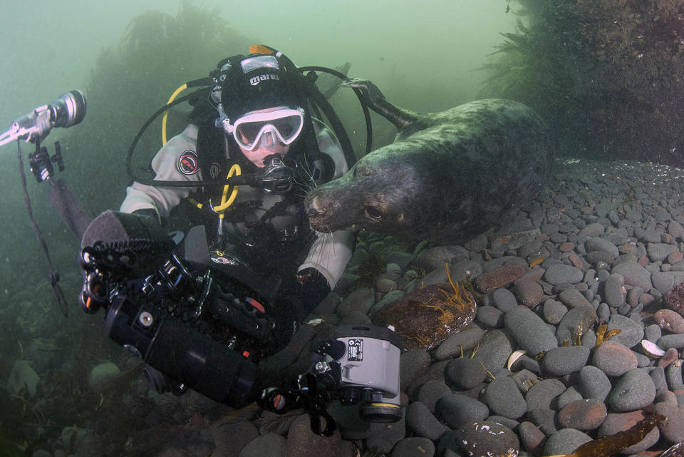 Seal steal — playful pup tries to take camera