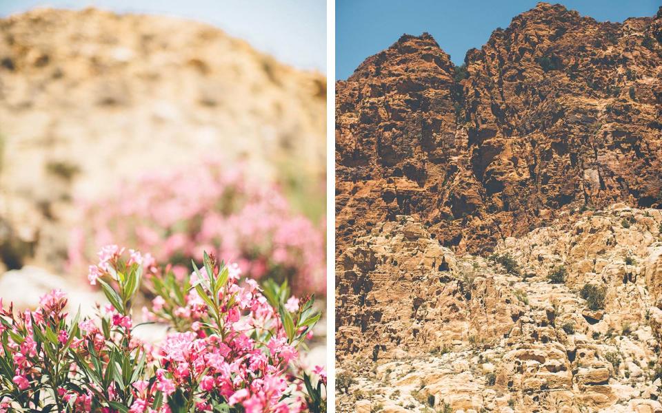 <p>Bird calls echo in the distance as I sink lower into the <em>wadi</em>, the Arabic word for valley, leaving the plateau where Dana Guesthouse resides. Shrubs dot the vertical rock walls, the only point of reference amid a sea of stone. Oleander is a signifier of water, I learn, as the plant’s salmon blossoms begin to fill our path. But as beautiful as they are, they’re funnel-shaped petals are poisonous; it’s best to keep a distance. “If you fall asleep near one, you may not wake up,” laughs Ayman.</p>