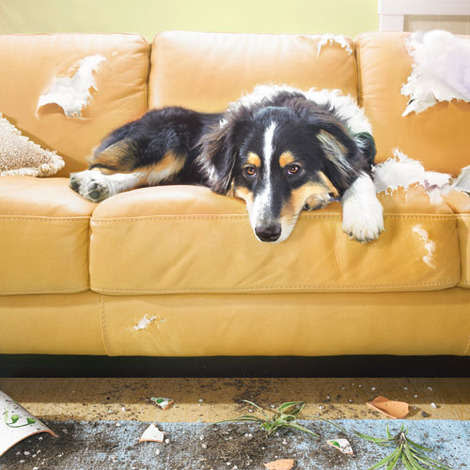 Decode Your Pet's Bad Behavior