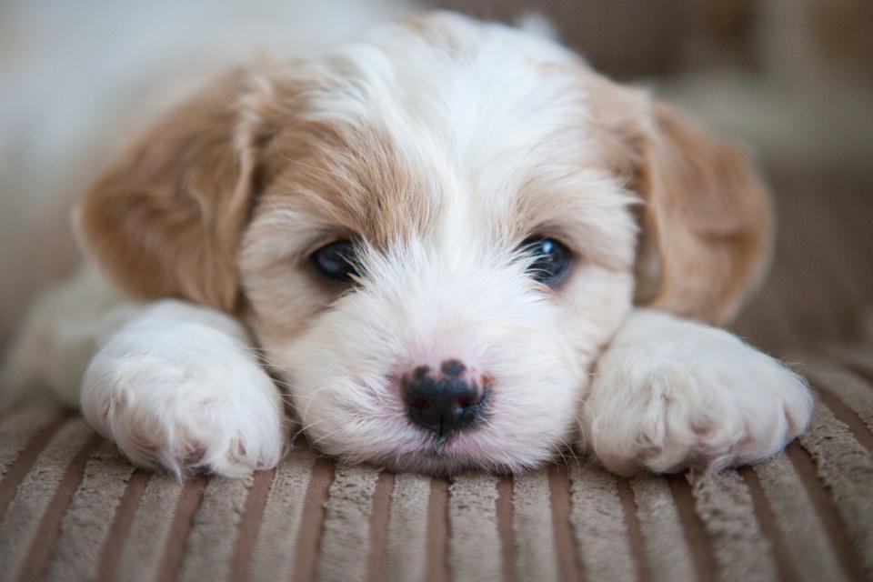 Cavashon puppy lying on a couch with its head between its paws.