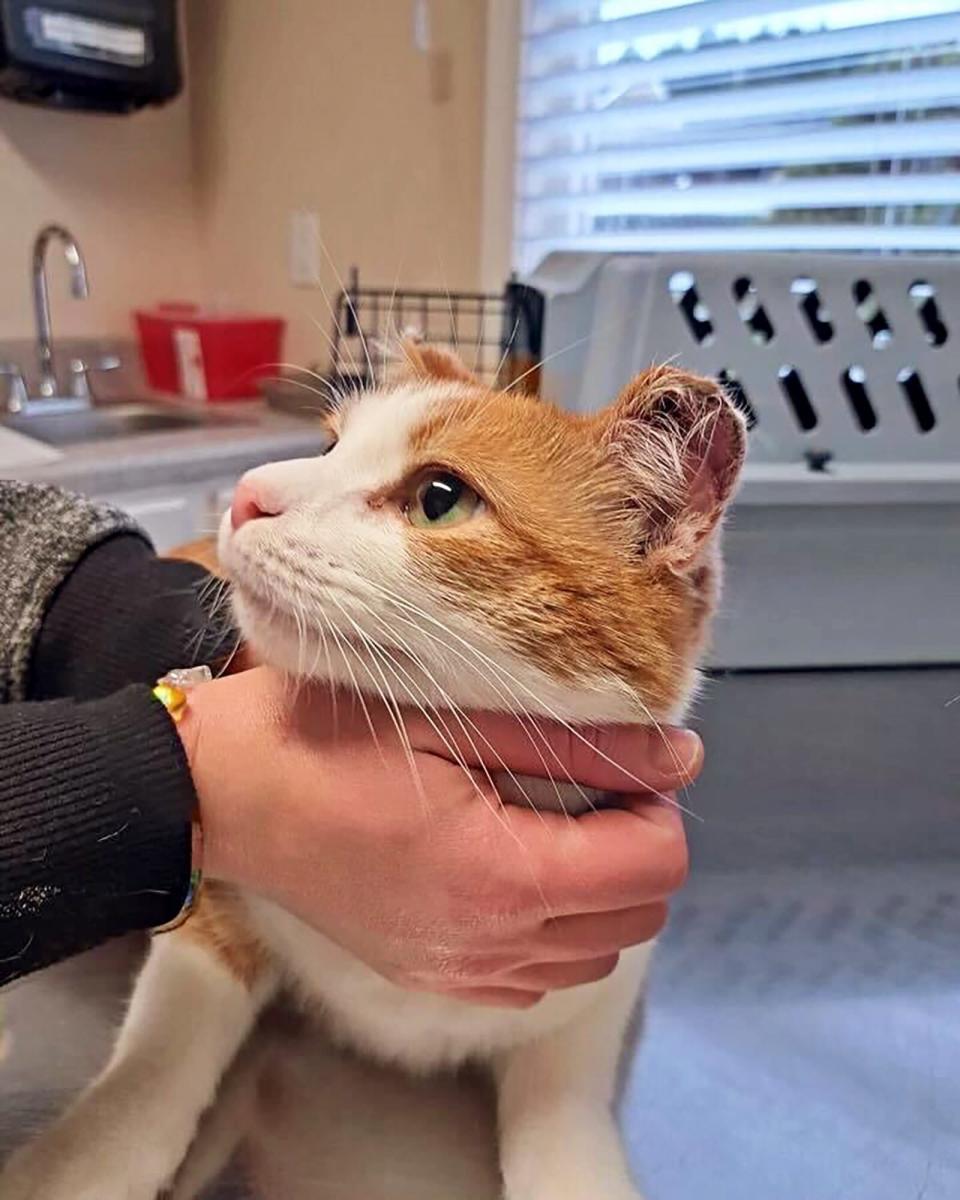 cat that was saved after being stuck in a tree