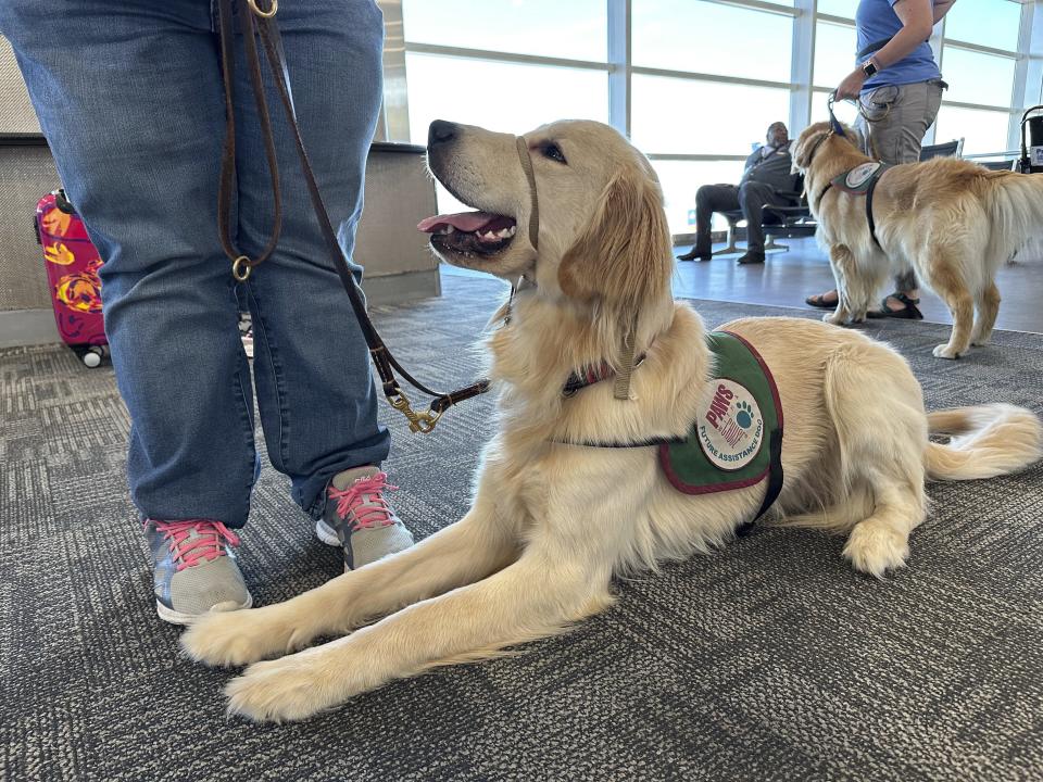 Un cachorro se sienta en el suelo de una puerta de embarque durante un ejercicio de entrenamiento en el aeropuerto metropolitano de Detroit, el martes 19 de septiembre de 2023 en Romulus, Michigan. (AP Foto/Mike Householder)