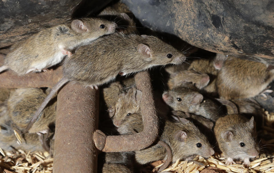 Mice scurry around stored grain on a farm near Tottenham, Australia on May 19, 2021. Vast tracts of land in Australia's New South Wales state are being threatened by a mouse plague that the state government describes as "absolutely unprecedented." Just how many millions of rodents have infested the agricultural plains across the state is guesswork. (AP Photo/Rick Rycroft)