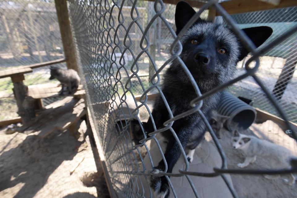 One of the rescued foxes at The Ark Wildlife Care and Sanctuary in Hilliard takes a closer look at a visitor from inside its enclosure Thursday. The Nassau County sanctuary has taken in about 40 foxes since December from SaveAFox in Minnesota. They were destined to be killed for their pelts at a fur farm.