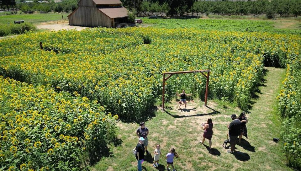 Vistors take pictures inside the sunflower maze at Old Tim Bell Farm in Waterford, Calif., Friday, June 28, 2024.