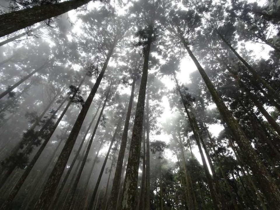 藤枝雲霧繚繞的森林（圖片來源：高雄旅遊網）