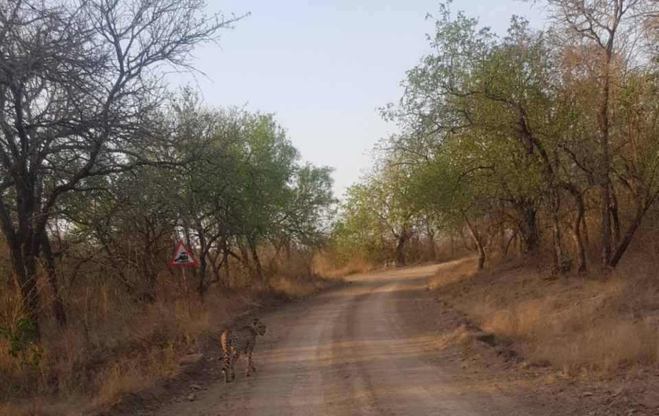 The cheetah appears to be looking back at the car as it drives through Mlawula Nature Reserve.