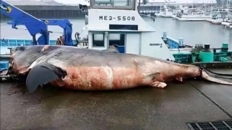 這隻大白鯊超過2千公斤重。(圖／翻攝自臉書)