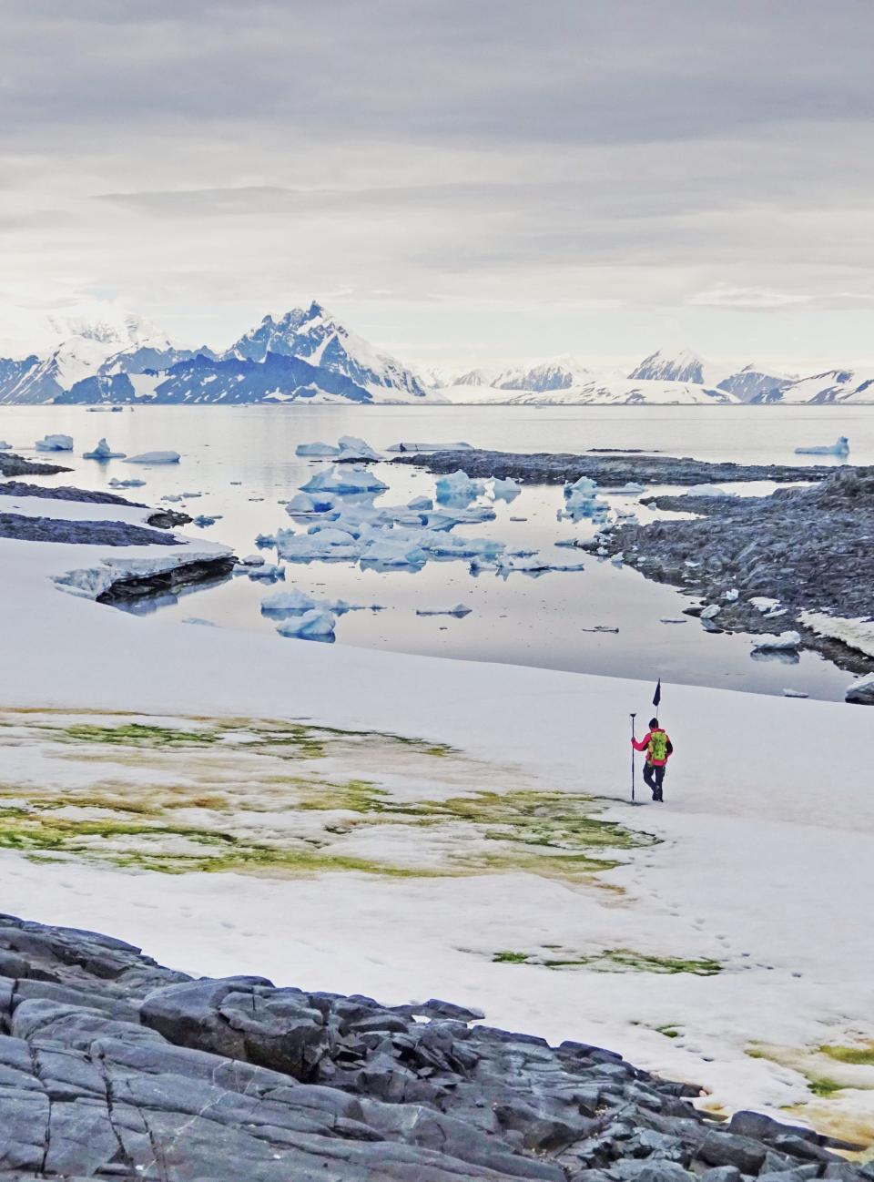 man with pole stands next to bloom of green in a snowy field next to antarctica water mountains in background