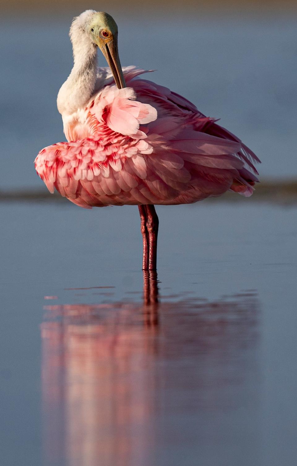 Roseate spoonbills preen and feed in a shallow pool of water on the south end of Fort Myers Beach on Wednesday, June 15, 2022.  