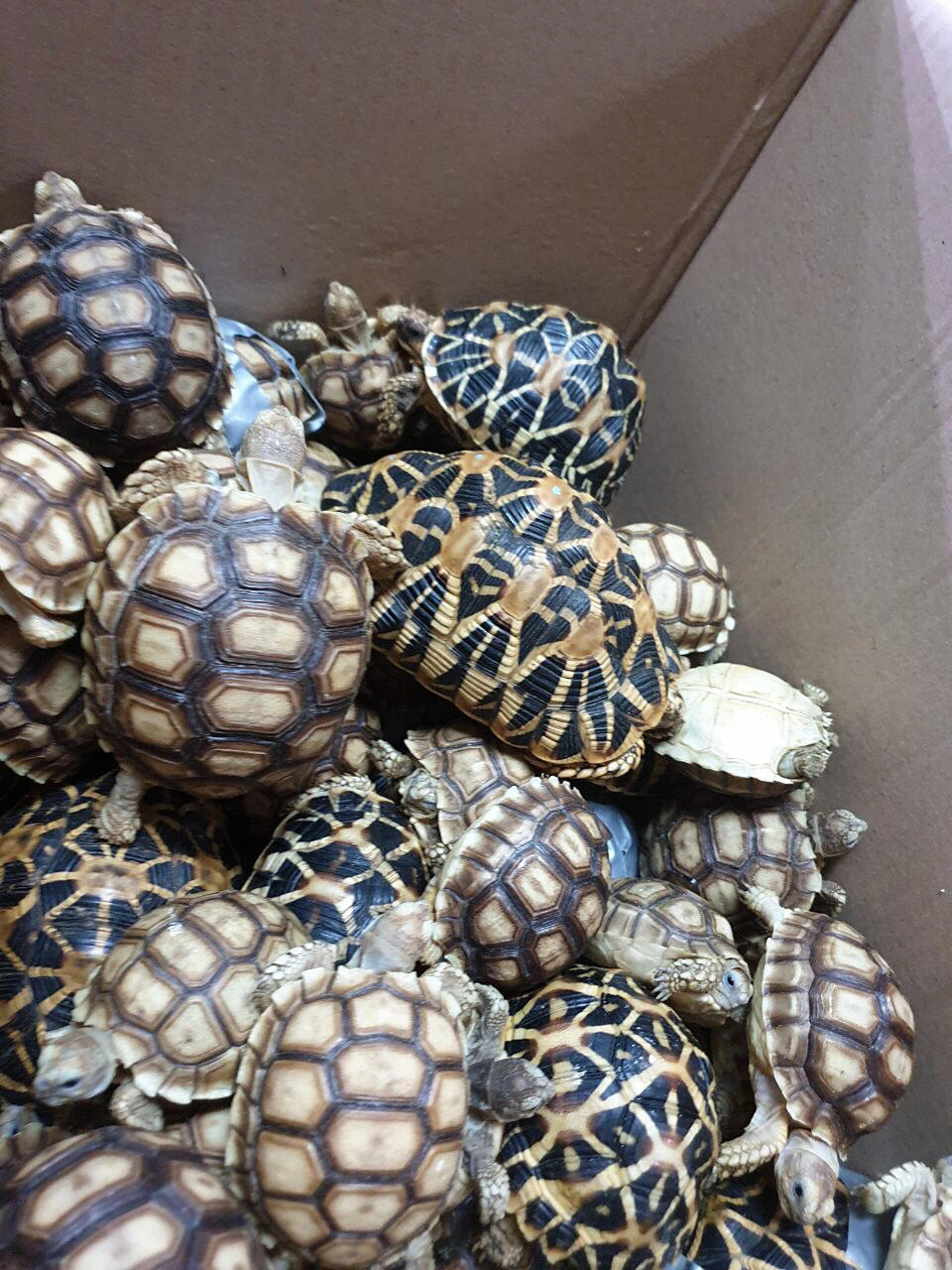 In this March 3, 2019, handout photo provided by the Bureau of Customs Public Information Office, turtles are piled inside a box as they are presented to reporters in Manila, Philippines. Philippine authorities said that they found more than 1,500 live exotic turtles stuffed inside luggage at Manila's airport. The various types of turtles were found Sunday inside four pieces of left-behind luggage of a Filipino passenger arriving at Ninoy Aquino International Airport on a Philippine Airlines flight from Hong Kong, Customs officials said in a statement. (Bureau of Customs via AP)