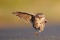 <p>This owl could have been a backup dancer in the "Single Ladies" video, tbh. </p>
