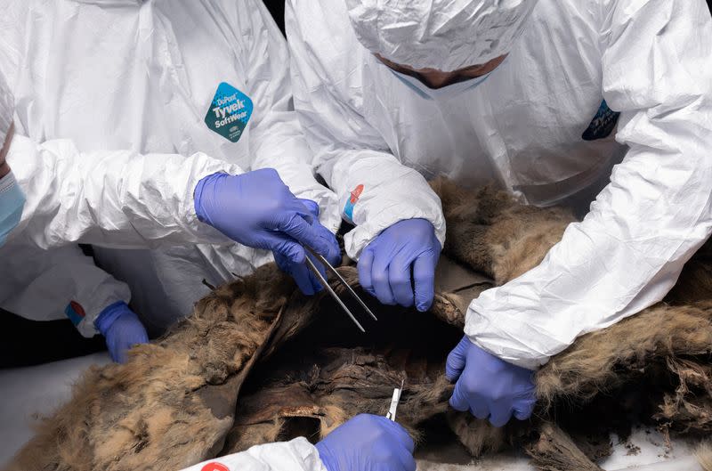 Scientists perform autopsy on prehistoric wolf found in permafrost, in Yakutsk