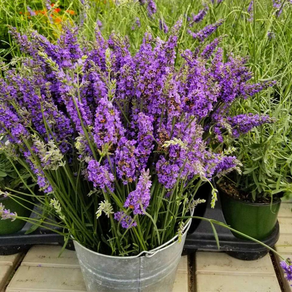 <p><a href="https://go.redirectingat.com?id=74968X1596630&url=https%3A%2F%2Fwww.fast-growing-trees.com%2Fproducts%2Fsensational-lavender-plant&sref=https%3A%2F%2F" rel="nofollow noopener" target="_blank" data-ylk="slk:Shop Now;elm:context_link;itc:0;sec:content-canvas" class="link ">Shop Now</a></p><p>Lavender 'Sensation'</p><p>$24.95</p><p>fast-growing-trees.com</p><span class="copyright">Fast Growing Trees</span>