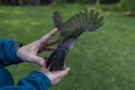 A catbird flies form the open hands of avian ecologist and Georgetown University Ph.D. student Emily Williams, Thursday, May 6, 2021, in Silver Springs, Md. “Maybe you’d have to travel to Alaska or Canada to see a grizzly bear, or go to Africa to see a zebra — but birds are literally right outside your door, anywhere you are in the world,” she says. (AP Photo/Carolyn Kaster)