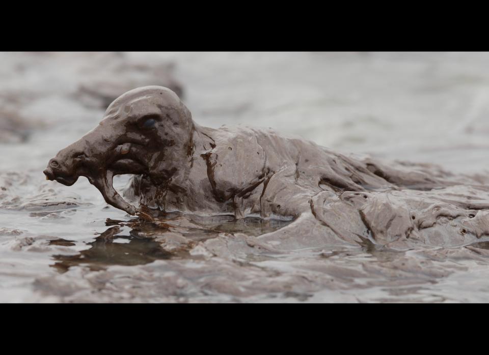 In this June 3, 2010 file photo, a bird is seen on the beach at East Grand Terre Island along the Louisiana coast after being drenched in oil from the BP Deepwater Horizon oil spill. Retired Coast Guard Adm. Thad Allen, the federal government's point man on the disaster, said Sunday, Sept. 19, 2010, BP's well "is effectively dead."  A permanent cement plug sealed BP's well nearly 2.5 miles below the sea floor in the Gulf of Mexico, five agonizing months after an explosion sank a drilling rig and led to the worst offshore oil spill in U.S. history. (Charlie Riedel, AP)