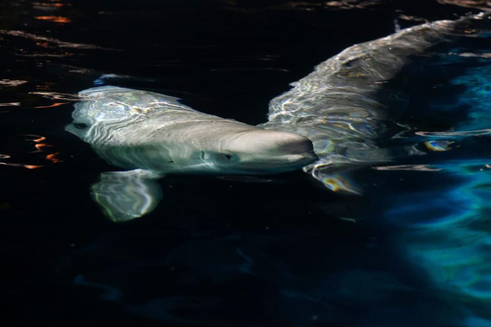 Two beluga whales swim together in an acclimation pool after arriving at Mystic Aquarium, Friday, May 14, 2021 in Mystic, Conn. The whales were among five imported to Mystic Aquarium from Canada for research on the endangered mammals.