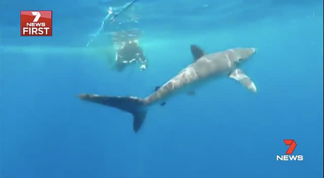 Most people scramble out of the water when sharks are swimming around, but a WA fishermen jumped on in. Source: 7 News