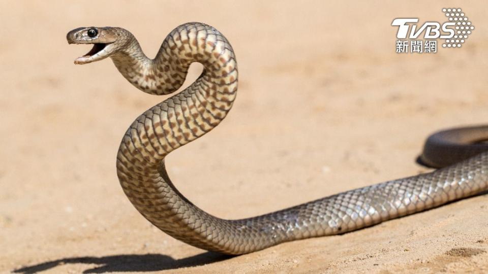 東部棕蛇是澳洲最致命的蛇類。（示意圖／shutterstock 達志影像）