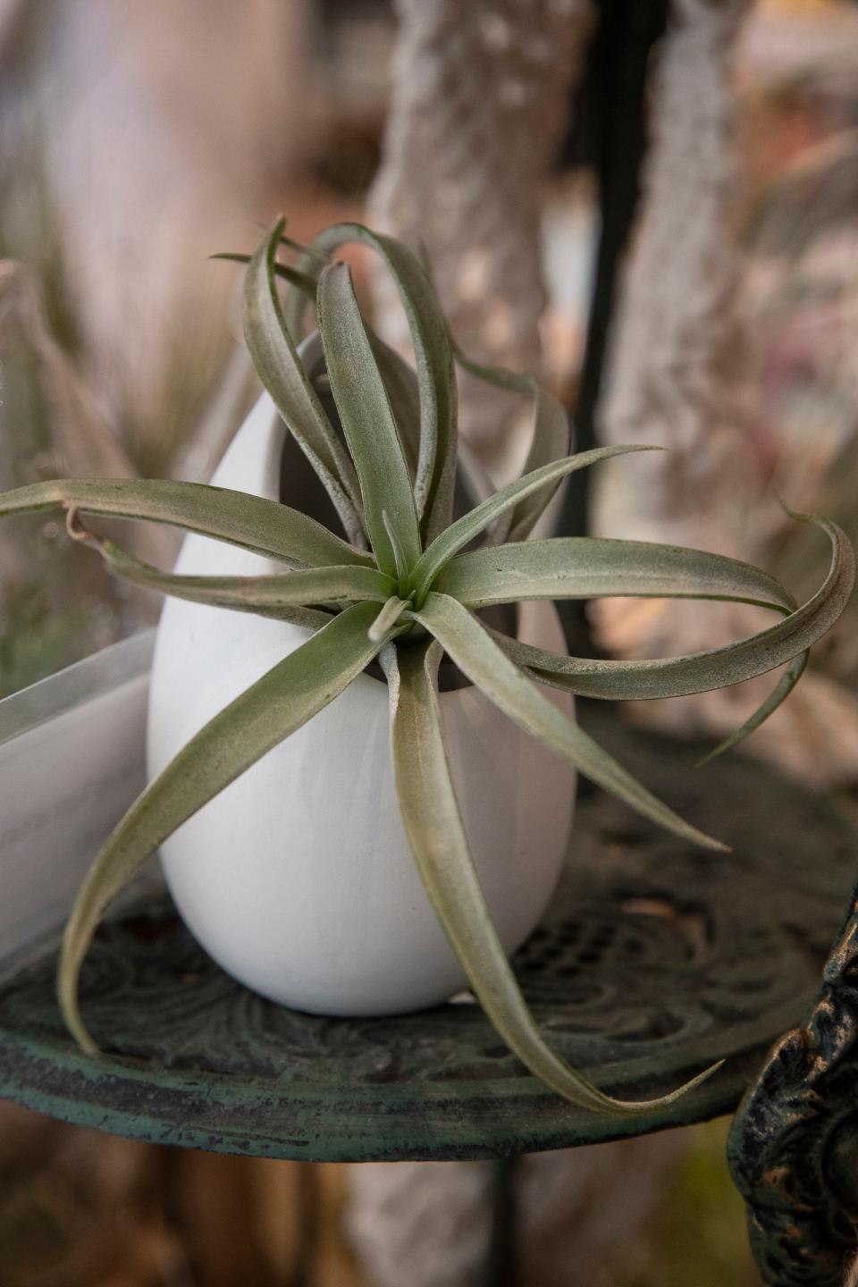 Glass teardrop terrarium for sale at Zahra in downtown Birmingham on Friday, July 14, 2023.