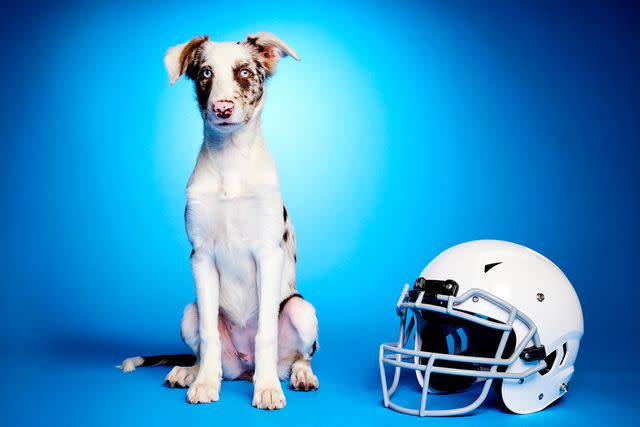 <p>Animal Planet</p> Xinia, a deaf Australian shepherd mix that will appear in Puppy Bowl XX