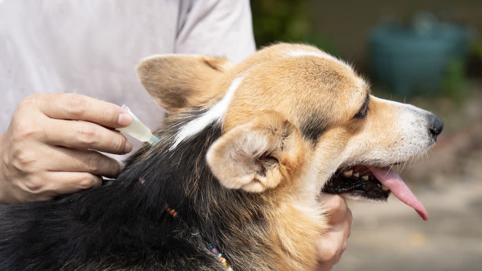 Laut staatlichen und bundesstaatlichen Aufzeichnungen können einige Floh- und Zeckenmittel PFAS enthalten.  - Tatomm/iStockphoto/Getty Images