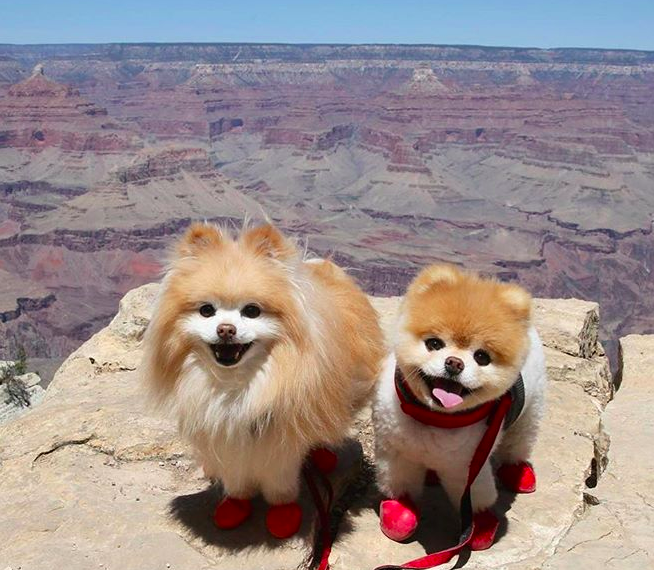 Boo pictured with his best friend Buddy. Source: Instagram/ buddyboowaggytails