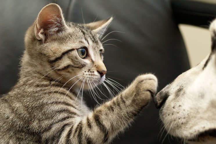 Tortoise shell kitten happily plays with Dalmatian dog. (Photo: Getty Images)