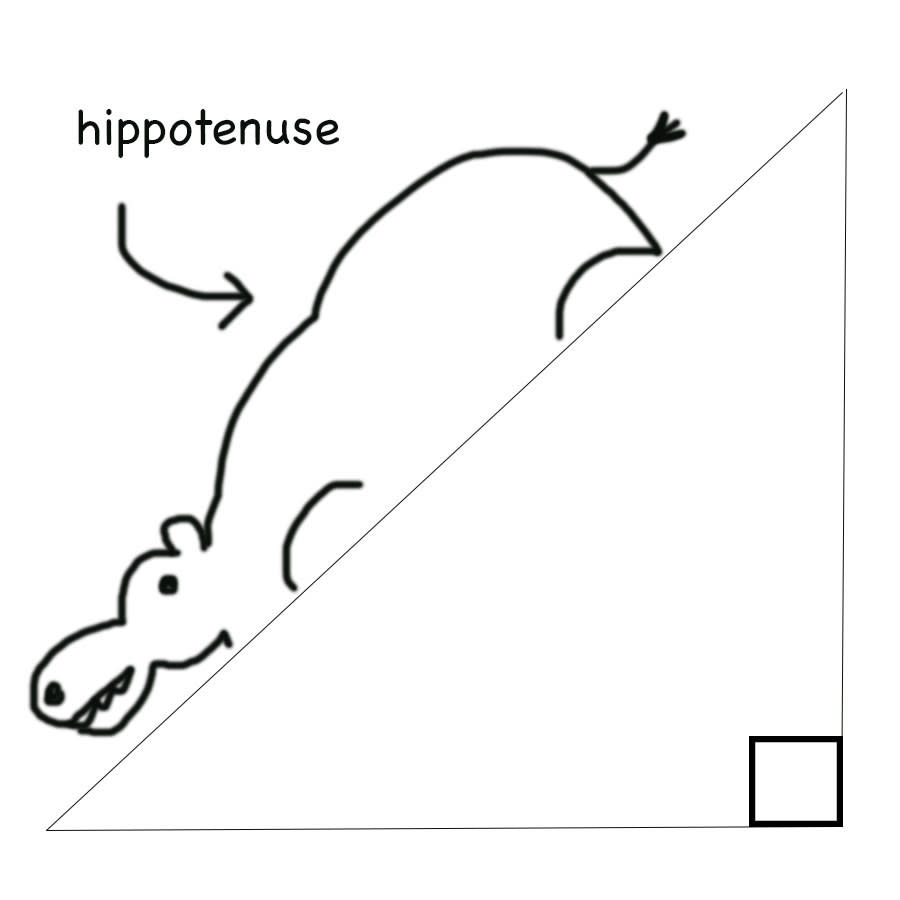 hippotenuse  hippo
