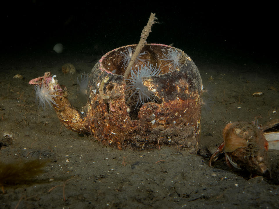 Sea creatures make a home out of discarded waste which resembles a teapot. (Ross McLaren / SWNS)