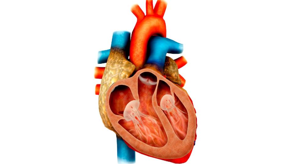 An illustration of inside a human heart