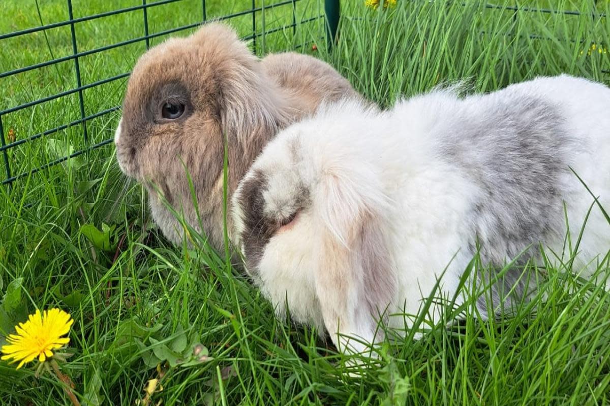 The RSPCA is appealing for information after three rabbits were left in a cage outside the charity’s Block Fen Animal Centre in Wimblington. Two of the rabbits, Melanie & Miffy, are pictured. <i>(Image: RSPCA)</i>
