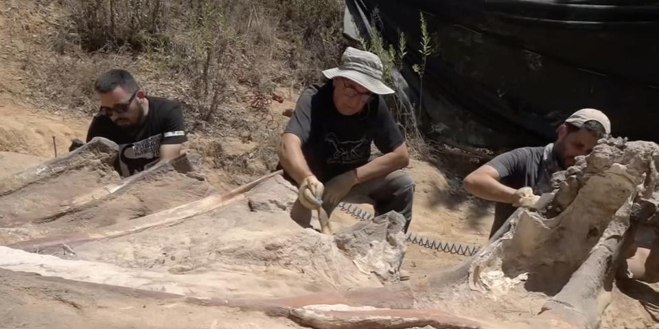 A still from footage showing researchers unearthing what they believe to be a sauropod dinosaur bones embedded in the dry ground, in Pombal, Portugal, August 2022