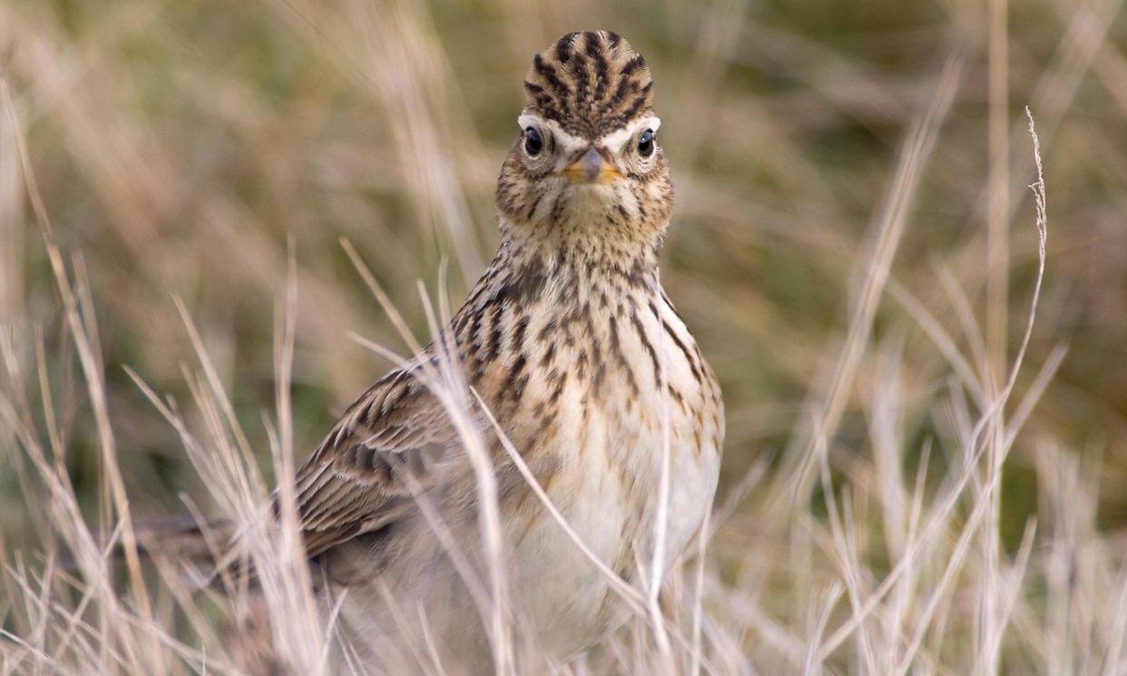 <span>‘So often noted for its movement, the vertical elevation and parachute down, it is unusual to be struck by the skylark’s stillness.’</span><span>Photograph: Buiten-Beeld/Alamy</span>