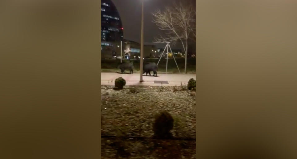 Dos jabalíes sorprenden a los vecinos de un barrio del norte de Madrid. (Crédito: Twitter/@MSMigallon)