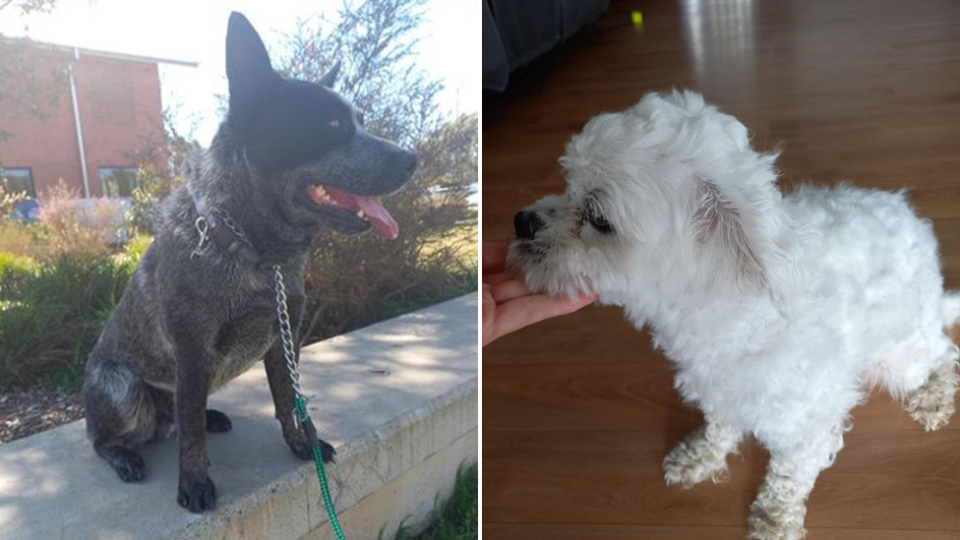 Stumpy the blue heeler (left) and Teddy the Maltese (right).