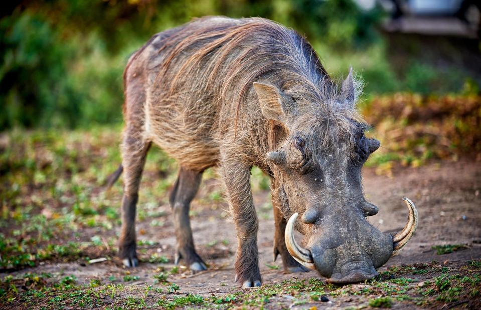 <p>Juergen Ritterbach/Alamy Stock Photo</p>