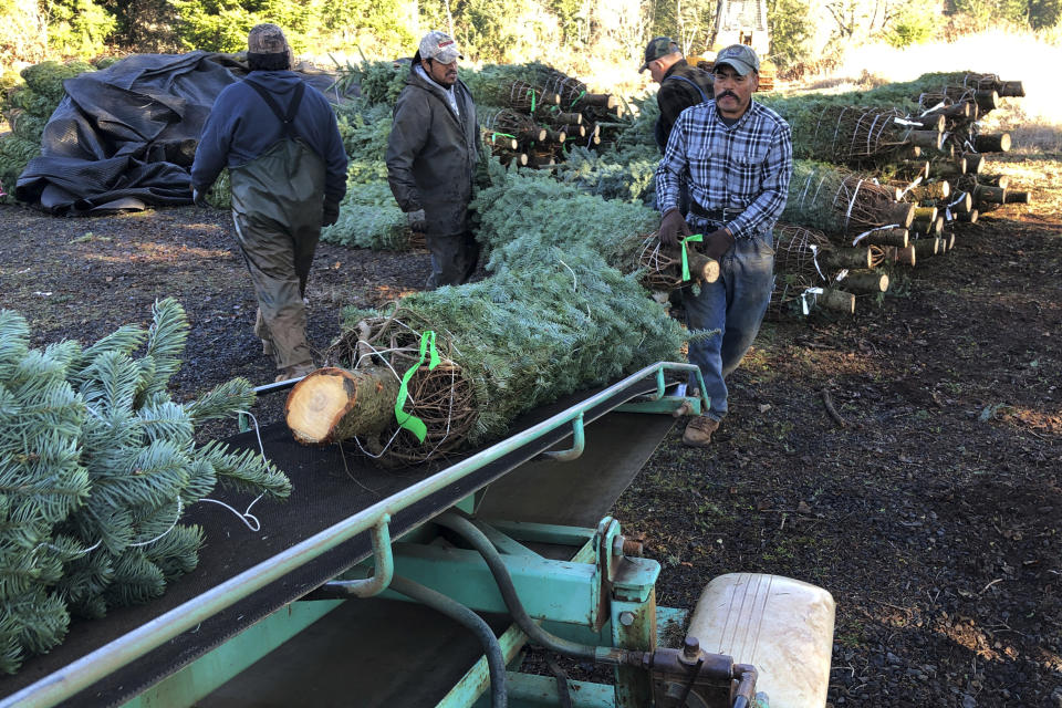 In this Dec. 5, 2019 photo, workers — most of them from Mexico — load Christmas trees onto a truck at Hupp Farms in Silverton, Ore. On Wednesday, Dec. 11, 2019, the U.S. House passed a bill that would loosen restrictions on hiring foreign agricultural workers and create a path to citizenship for more than 1 million farm workers estimated to be in the country illegally. The bill's fate in the Senate is unclear, and the White House hasn't said if President Donald Trump would sign it. But the 260-165 vote was a rare stroke of bipartisanship on immigration. (AP Photo/Andrew Selsky)