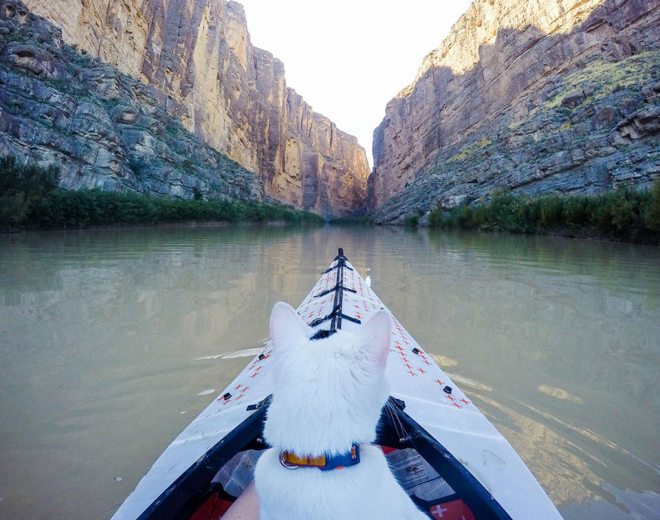 Cat visits every national park